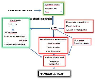 Role of Homocysteine in the Ischemic Stroke and Development of Ischemic Tolerance